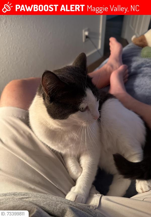 Lost Female Cat last seen Melody and Cardinal, Maggie Valley, NC 28751
