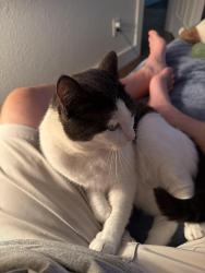Lost Female Cat last seen Melody and Cardinal, Maggie Valley, NC 28751