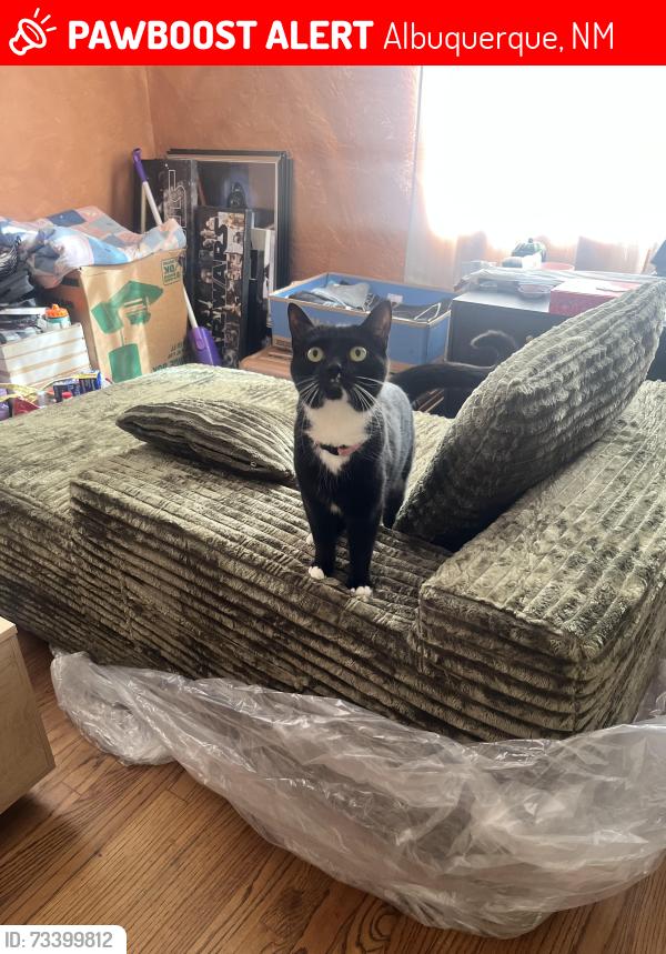 Lost Female Cat last seen Gold Ave sw and 10th street, Albuquerque, NM 87102