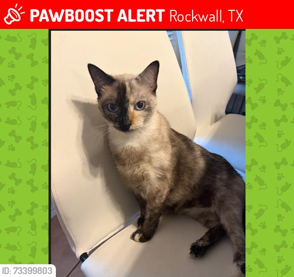 Lost Female Cat last seen Tubbs near Horizon, Rockwall, TX 75032