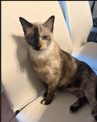 Lost Female Cat last seen Tubbs near Horizon, Rockwall, TX 75032