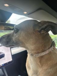 Found/Stray Female Dog last seen Mount Morris/Clio, Mount Morris, MI 48458