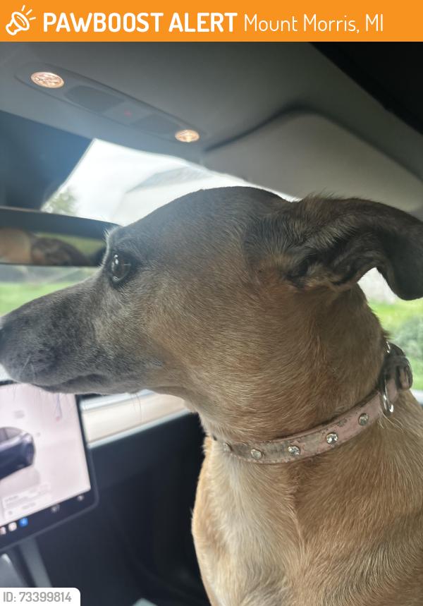 Found/Stray Female Dog last seen Mount Morris/Clio, Mount Morris, MI 48458
