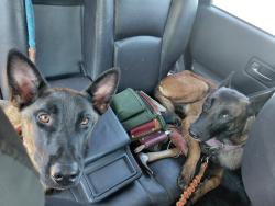 Reunited Female Dog last seen Fair ave sun valley CA, Los Angeles, CA 91605