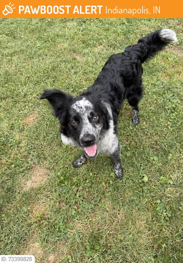 Found/Stray Female Dog last seen New Jersey and 33rd Street, Indianapolis, IN 46205