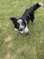 Found/Stray Female Dog last seen New Jersey and 33rd Street, Indianapolis, IN 46205