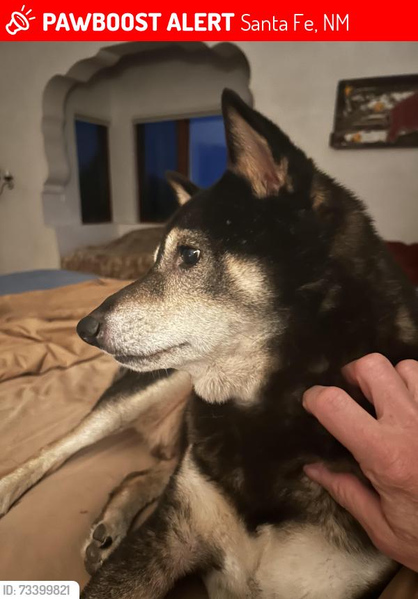 Lost Male Dog last seen Behind Harry's Roadhouse on Old Santa Fe Trail, Santa Fe, NM 87505
