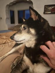 Lost Male Dog last seen Behind Harry's Roadhouse on Old Santa Fe Trail, Santa Fe, NM 87505