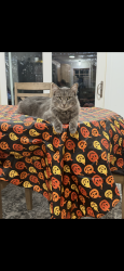 Lost Male Cat last seen Near s Robert trail Inver grove heights mn, Inver Grove Heights, MN 55077