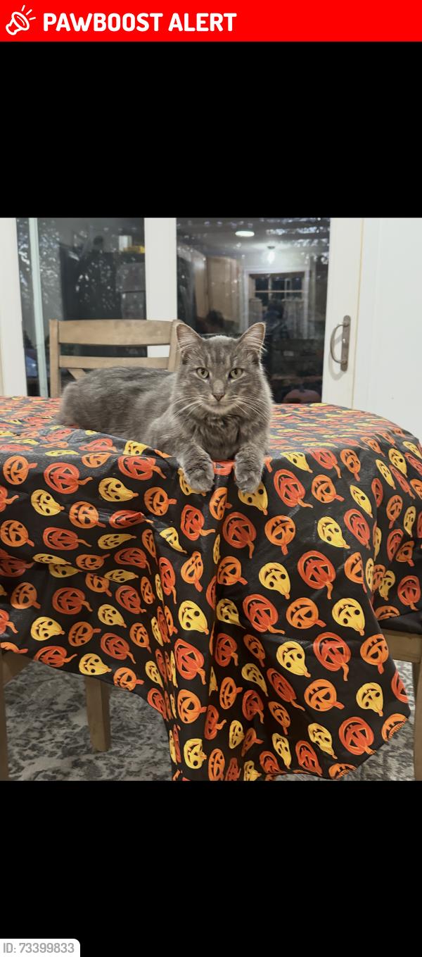 Lost Male Cat last seen Near s Robert trail Inver grove heights mn, Inver Grove Heights, MN 55077