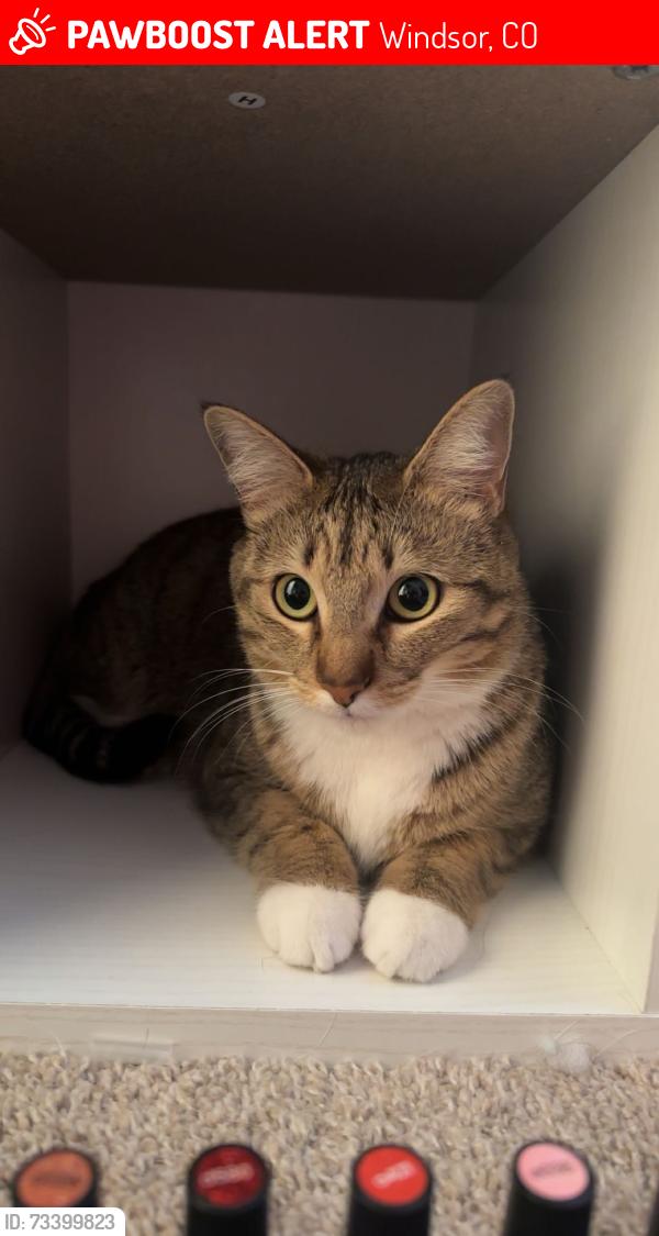 Lost Female Cat last seen Near county rd 19, Windsor, CO 80550
