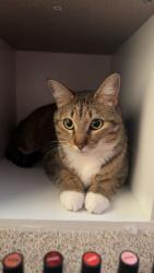Lost Female Cat last seen Near county rd 19, Windsor, CO 80550