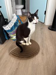 Reunited Female Cat last seen Bryant Montessori School, Tacoma, WA 98405