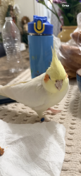 Lost Female Bird last seen Anaheim, Anaheim, CA 92815