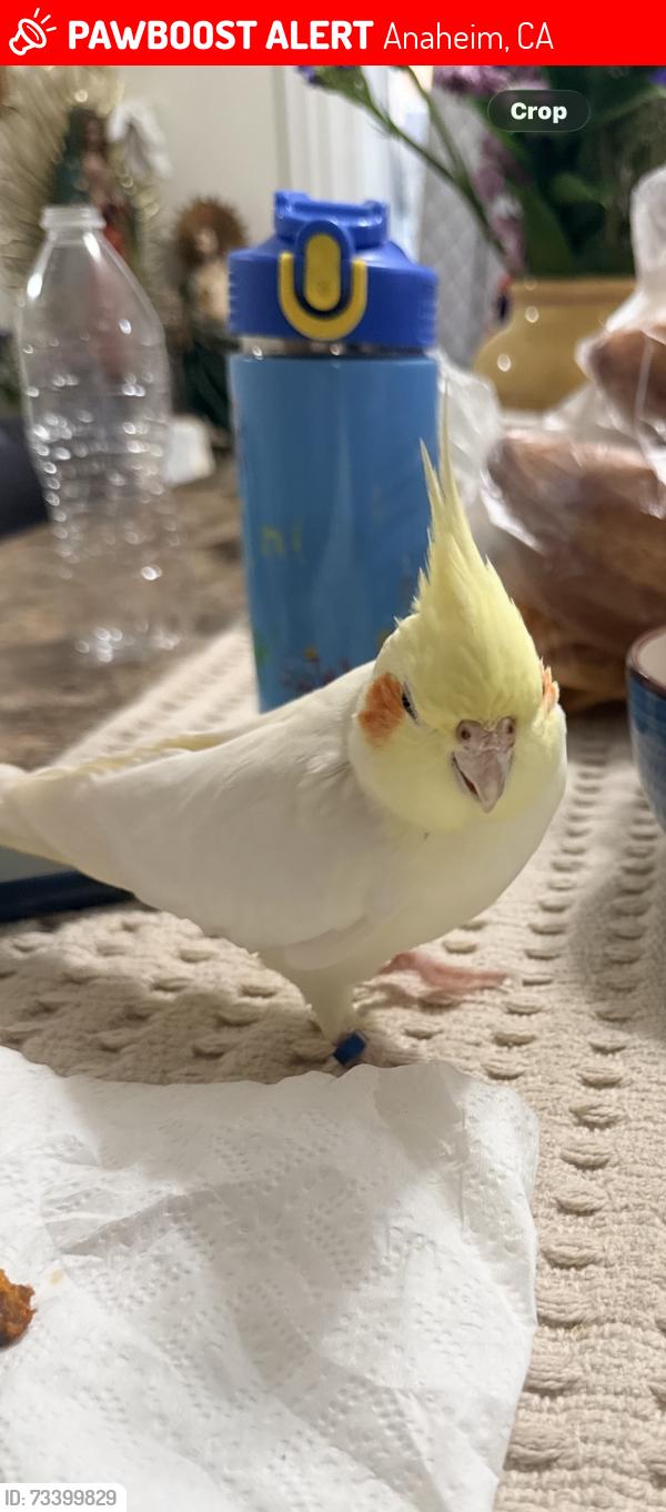 Lost Female Bird last seen Anaheim, Anaheim, CA 92815