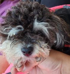 Reunited Female Dog last seen Marina City Club, Marina del Rey, CA 90292