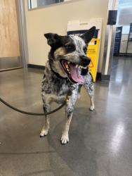 Reunited Female Dog last seen Graciosa Dr and Gower St., Los Angeles, CA 90068