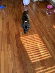 Lost Female Dog last seen 87th Ashland, Chicago, IL 60620