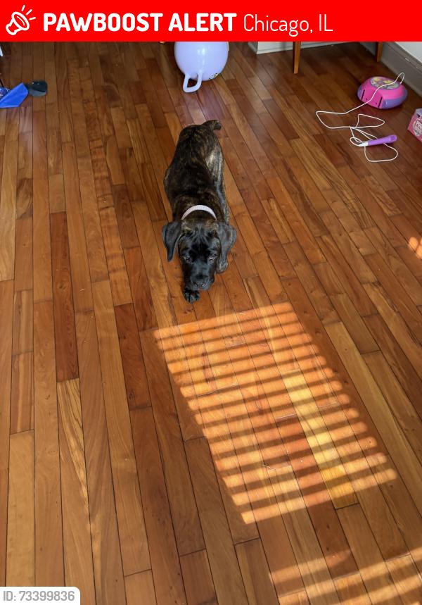 Lost Female Dog last seen 87th Ashland, Chicago, IL 60620