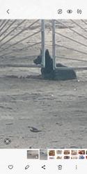 Found/Stray Unknown Dog last seen Sandhill and S El cerro loop, Valencia County, NM 87031