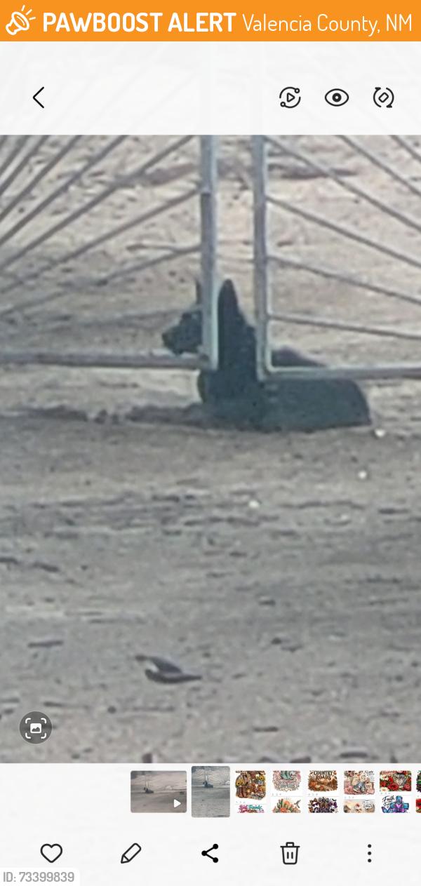 Found/Stray Unknown Dog last seen Sandhill and S El cerro loop, Valencia County, NM 87031