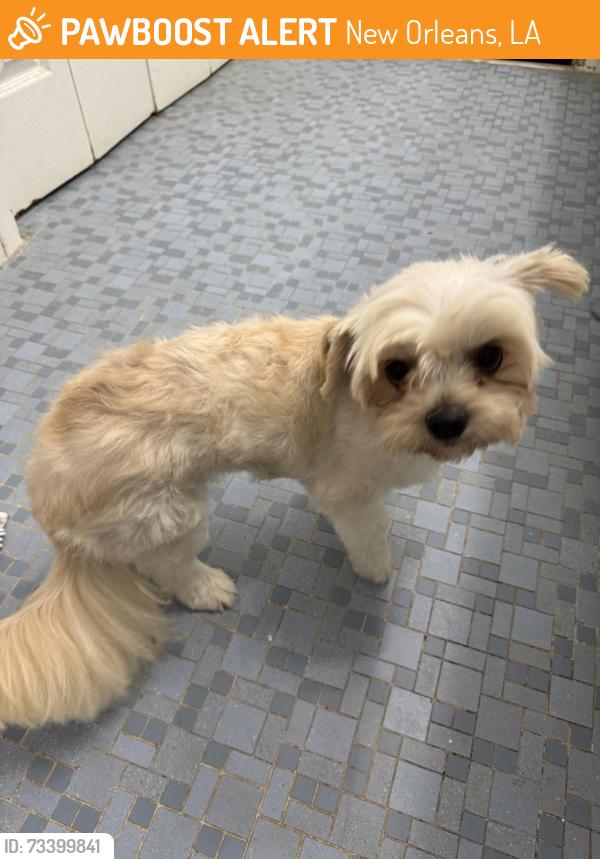 Found/Stray Female Dog last seen MacArthur, New Orleans, LA 70131