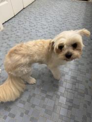 Found/Stray Female Dog last seen MacArthur, New Orleans, LA 70131
