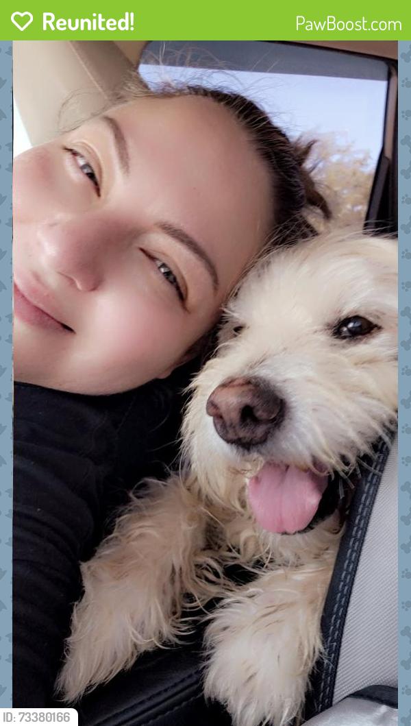 Reunited Male Dog last seen 89th Ave and MOUNTAINVIEW RD., Peoria, AZ 85345