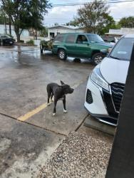 Found/Stray Male Dog last seen Bill Miller's on Blanco Road, Olmos Park, TX 78212