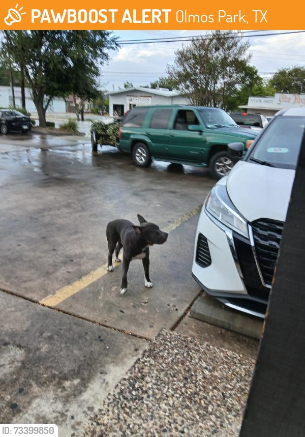 Found/Stray Male Dog last seen Bill Miller's on Blanco Road, Olmos Park, TX 78212