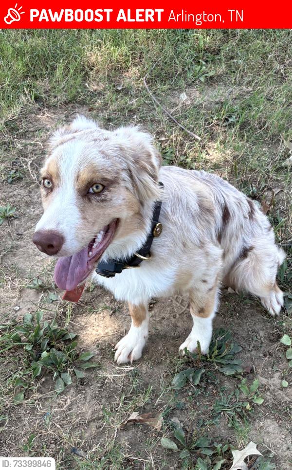 Lost Female Dog last seen Near and Braden Rd, Arlington, TN 38002