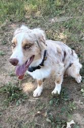 Lost Female Dog last seen Near and Braden Rd, Arlington, TN 38002