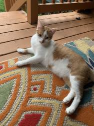 Reunited Male Cat last seen Clearfield street, Freemansburg, PA 18017