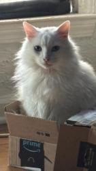 Reunited Male Cat last seen E 133rd Terrace and Park Hills Drive, Grandview, MO 64030
