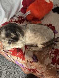 Lost Male Dog last seen Near culumbus avenue, Los Angeles, CA 91343