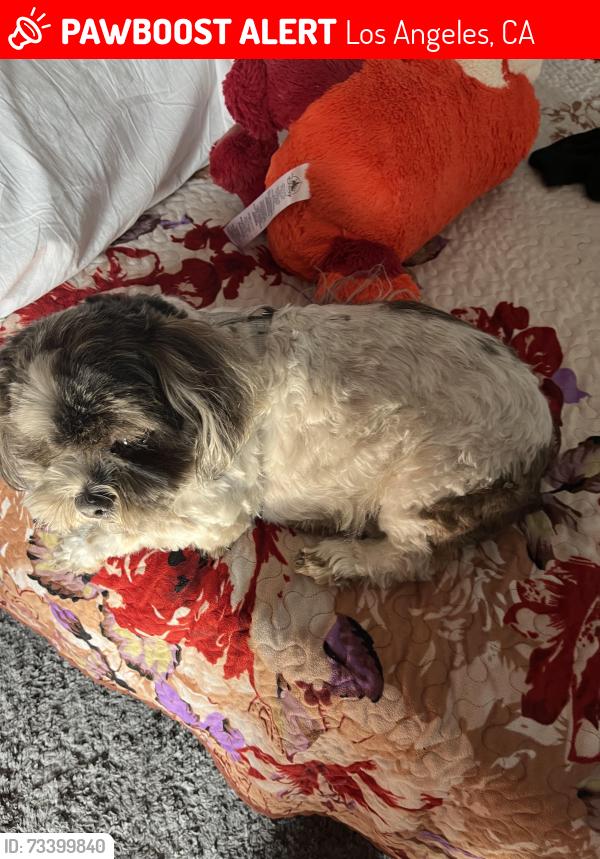 Lost Male Dog last seen Near culumbus avenue, Los Angeles, CA 91343