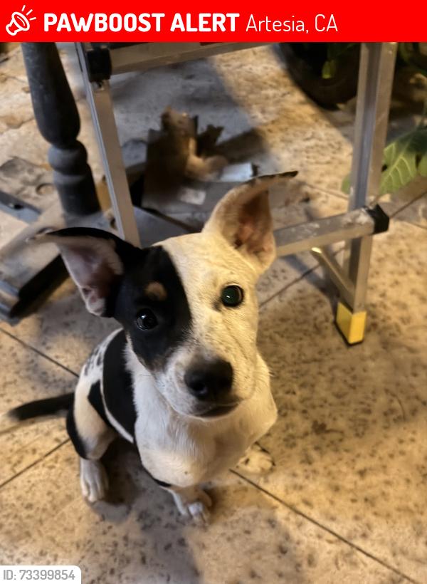 Lost Female Dog last seen 186th and Clarkdale, Artesia, CA 90701