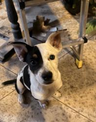Lost Female Dog last seen 186th and Clarkdale, Artesia, CA 90701