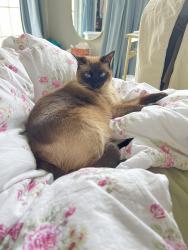 Reunited Male Cat last seen Lloyd Avenue and Lacrosse Street, Pittsburgh, PA 15218