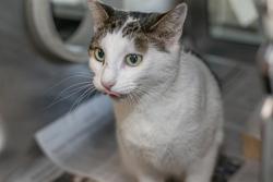 Shelter Stray Female Cat last seen CHARLOTTE, 8315 Byrum Dr, Charlotte, NC 28217, USA