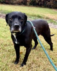Shelter Stray Male Dog last seen Near BLOCK W HILL STREET, 3528 Newburg Rd, Louisville, KY 40218, USA