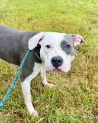Shelter Stray Male Dog last seen Near BLOCK SADDLECREEK DRIVE, 3528 Newburg Rd, Louisville, KY 40218, USA
