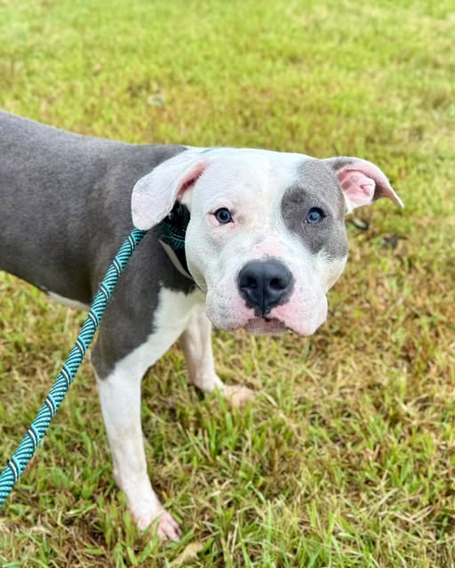 Shelter Stray Male Dog last seen Near BLOCK SADDLECREEK DRIVE, 3528 Newburg Rd, Louisville, KY 40218, USA