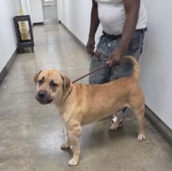 Shelter Stray Male Dog last seen , 14409 Vanowen St, Van Nuys, CA 91405, USA