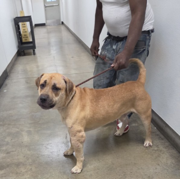 Shelter Stray Male Dog last seen , 14409 Vanowen St, Van Nuys, CA 91405, USA
