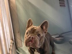 Shelter Stray Male Dog last seen PASEO WESTPARK/WARNER AVE, 92606, 6443 Oak Canyon, Irvine, CA 92618, USA