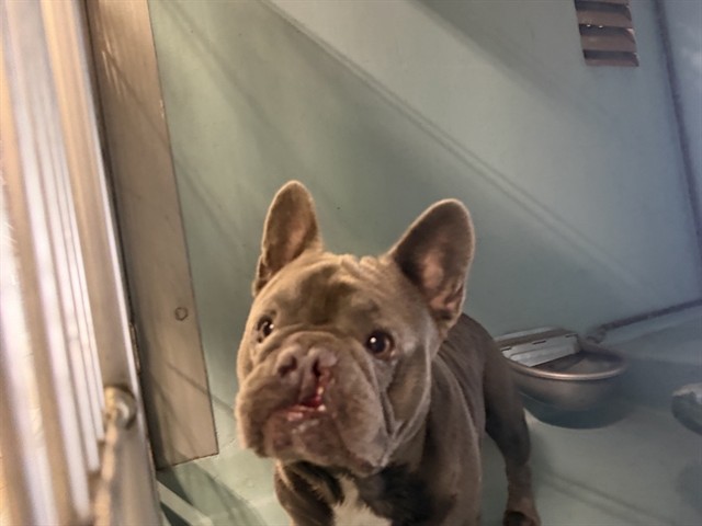 Shelter Stray Male Dog last seen PASEO WESTPARK/WARNER AVE, 92606, 6443 Oak Canyon, Irvine, CA 92618, USA