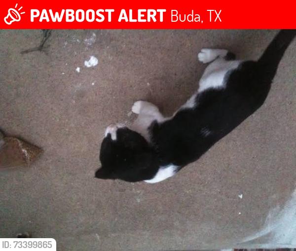Lost Unknown Cat last seen Road, Buda, TX 78610