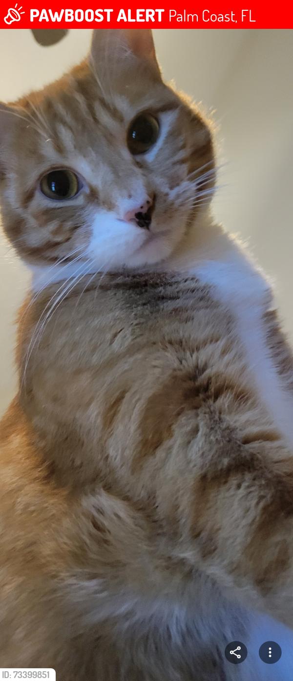 Lost Male Cat last seen Westrobin, Palm Coast, FL 32164