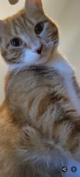 Lost Male Cat last seen Westrobin, Palm Coast, FL 32164